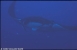 Galpagos 2/10/2002
