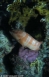 Anterior