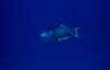Hurghada 29/7/2004