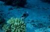 Hurghada 29/7/2004