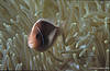 Bunakken 11/10/2004