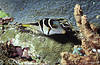 Bunaken 11/10/2004