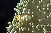 Bunakken 11/10/2004