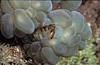 Bunaken 11/10/2004