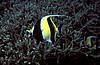 Bunaken 11/10/2004