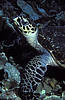 Bunaken 11/10/2004