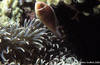 Bunaken 11/10/2004
