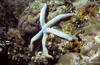 Bunaken 11/10/4