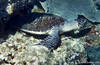 Bunaken 11/10/2004