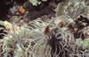 Bunaken 11/10/2004