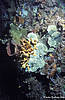 Bunaken 12/10/2004