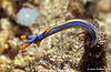Sulawesi 12/10/2004