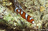 Sulawesi 12/10/2004