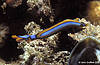 Sulawesi 12/10/2004