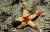 Sulawesi 12/10/2004