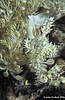 Sulawesi 12/10/2004