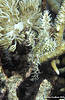 Sulawesi 12/10/2004