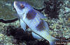 Bunaken 12/10/2004
