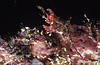Bunaken 12/10/2004