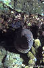 Bunaken 12/10/2004