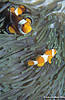 Bunakken 12/10/2004