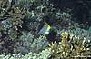 Bunaken 13/10/2004