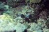 Bunaken 13/10/2004