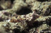 Bunaken 13/10/2004