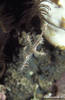 Bunaken 13/10/2004