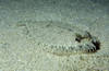 Bunaken 13/10/2004