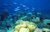 Bunaken 14/10/2004