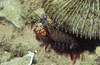 Bunaken 14/10/2004