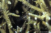 Bunaken 14/10/2004