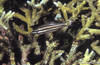 Bunaken 14/10/2004