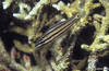 Bunaken 14/10/2004