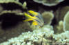 Bunaken 14/10/2004