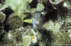 Bunaken 14/10/2004