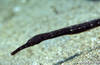 Bunaken 14/10/2004