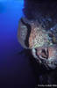 Bunaken 14/10/2004