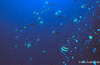 Bunaken 14/10/2004