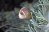 Bunaken 11/10/2004