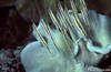 Bunaken 14/10/2004