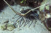 Bunaken  14/10/2004