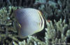 Bunaken 14/10/2004