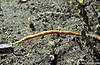 Bunaken 15/10/2004