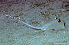 Bunaken 15/10/2004