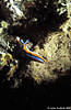 Sulawesi 15/10/2004