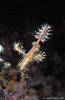 Bunaken 15/10/2004
