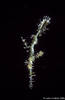 Bunaken 15/10/2004