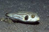 Bunaken 15/10/2004